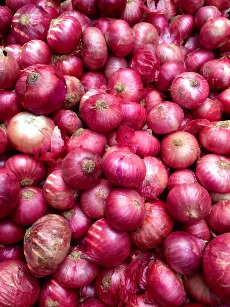 Freshly harvested export onions